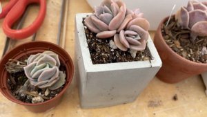 Succulent Echeveria Lovely Rose collection