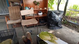 Отбор листа табака на сушку. 09.08.2021