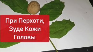 Я Покрасила  Волосы Листьями! Без Химии! Не Сушит!!! Цвет Как у Анжелины Джоли! Натуральная Краска