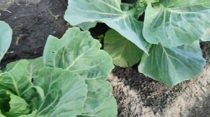 НЕТ вредителей!!! Защищаем КАПУСТУ от вредителей. ЭФФЕКТИВНЫЕ и БЕЗОПАСНЫЕ средства защиты капусты.