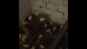 СУПЕР КОРМ для петушков на мясо