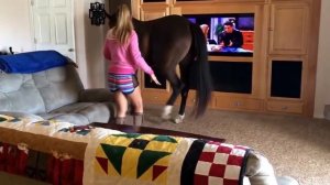 Horse Walks Inside House to Chill With Owner