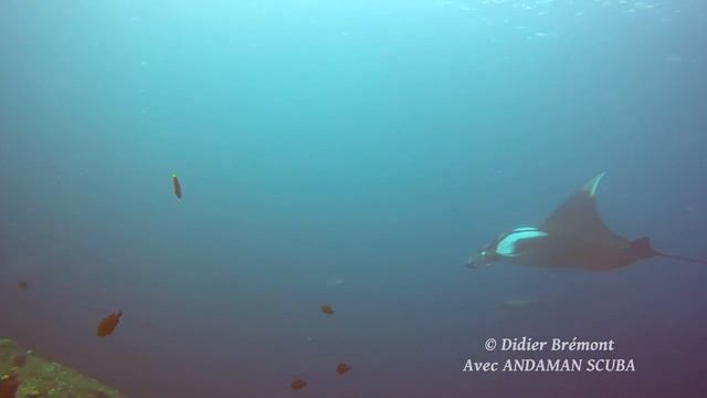 Manta Géante Mobula birostris Manta birostris Thaïlande avec Andaman Scuba смотреть онлайн