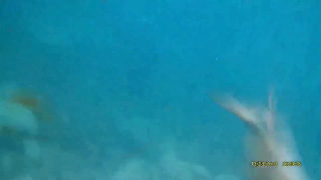 Подводная охота в Испании pesca submarina Spain spearfishing смотреть онлайн