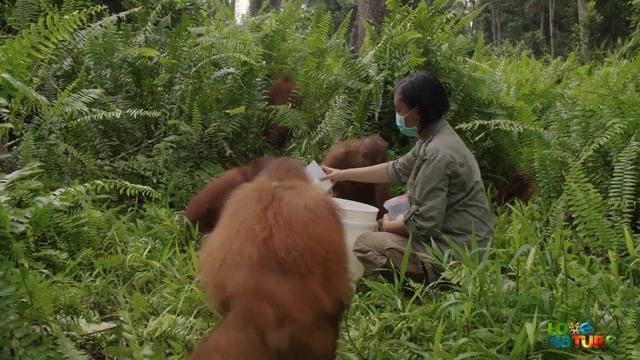 Orangutan Beni Tries to Conquer Food Temptations | Love Nature смотреть онлайн