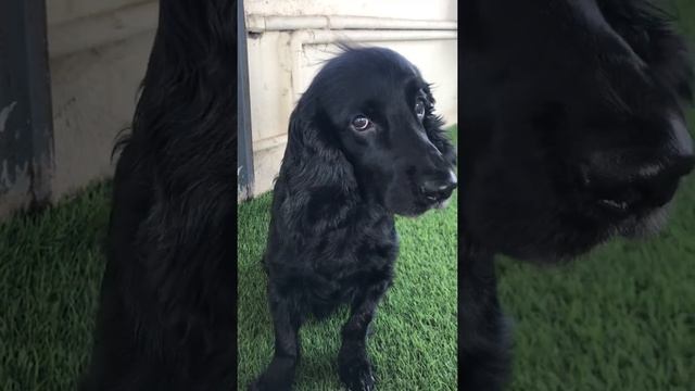 Black cocker spaniel RIO смотреть онлайн