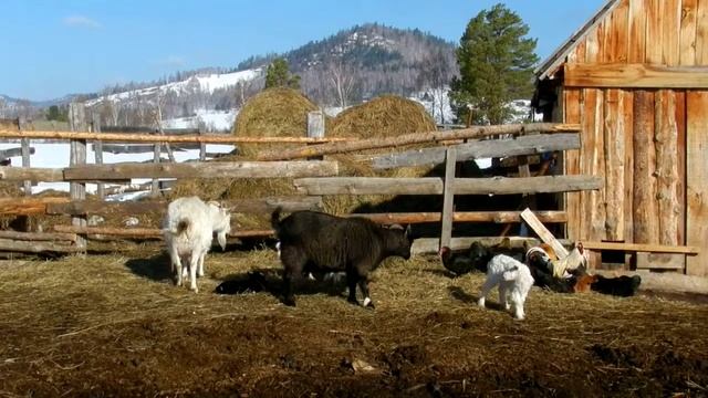 Новорожденные козлята смотреть онлайн