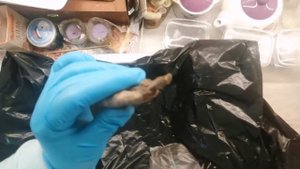 Георгин Артур Хамблей из Fixprice, 77 руб.Распаковка.