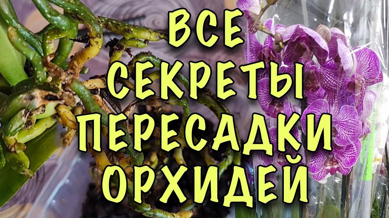 ВСЁ ПРОЩЕ ПРОСТОГО! Как пересаживать ОРХИДЕЮ ПОСЛЕ ПОКУПКИ! ГЛАВНОЕ это ГРУНТ и ГОРШОК!