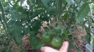 САМЫЙ УРОЖАЙНЫЙ томат в жаркое лето.Обзор. Батяня, Клубничный десерт F1, Нонна М