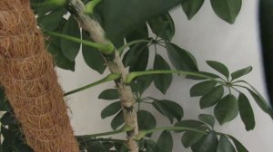 ШЕФФЛЕРА. УХОД И РАЗМНОЖЕНИЕ