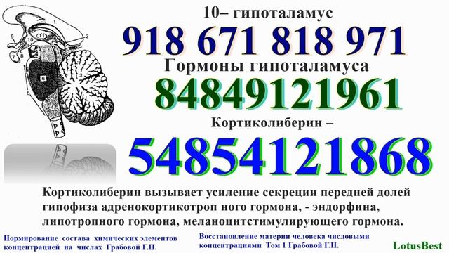 Гормоны. Гормоны гипоталамуса.