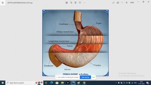 Our Digestive System Part 1 + FREE WORKSHEET AND EXPLANATION SHEET In Description