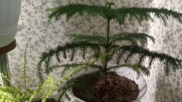 Комнатные Растения в Ноябре. 2 Часть. смотреть онлайн