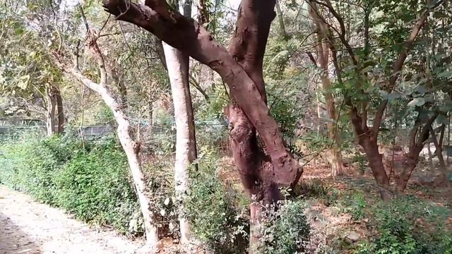 Lucknow Zoo | लखनऊ चिड़ियाघर | Nawab Wajid Ali Shah Zoological Garden | Lucknow Utter Pradesh смотреть онлайн