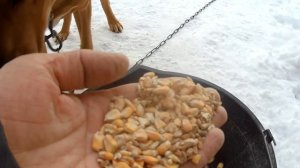 Индюки или бройлеры? Индюки и холод! Последний месяц индюшиного сезона 2021!