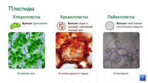 КЛЕТКА | Строение, Функции и Химический состав | Эукариот и Прокариот