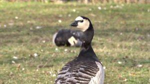 Barnacle Goose Calling,  Barnacle geese sound