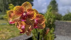 PHALAENOPSIS MIRO GIRL 5 (обзор). Орхидея от Швертера