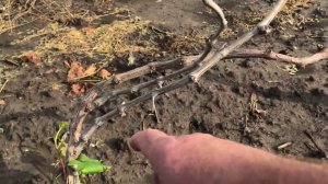 Прививка винограда. Несколько советов.