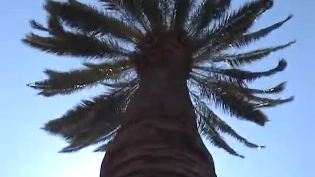 Красивая пальма, Голливуд 2008 смотреть онлайн