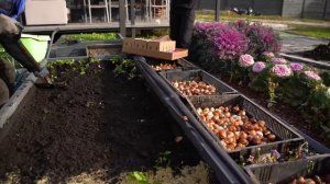 5000 ТЮЛЬПАНОВ ПОСАДКА И ВЫРАЩИВАНИЕ НА СВОЁМ УЧАСТКЕ | КАК В ГОЛЛАНДИИ