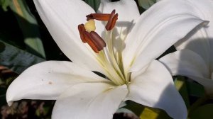 КЕЛСО азиатская лилия ла - гибрид