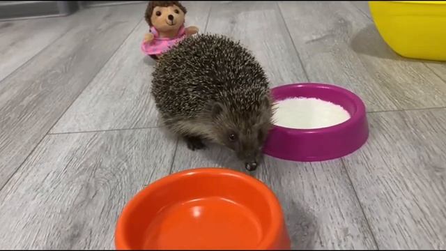 Ёжик малыш снова пришел, наелся каши и уснул под покрывалом смотреть онлайн