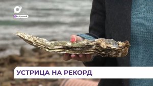 Самую большую в мире устрицу поймали на острове Русском во Владивостоке