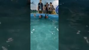 Байкальские нерпы.