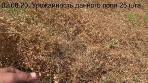 Чечевица. Уборка. 02/08/20