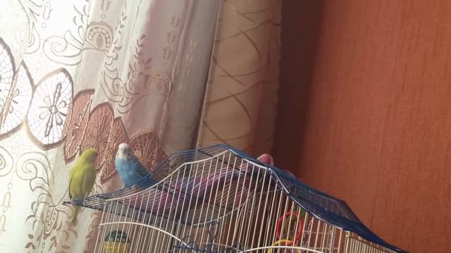 Попугаи выходят с клетки смотреть онлайн