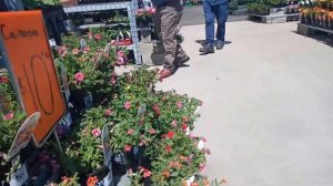 Shopping For Flowers At Bunnings