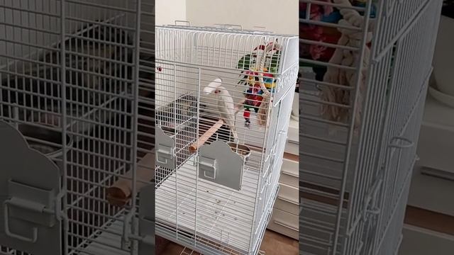 Стеша Ожереловый голубой смотреть онлайн