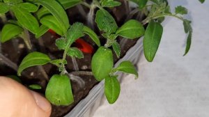 Почему у сеянцев появляются три семядоли и другие аномалии при всходах и развитии? Моё мнение.