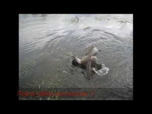 Как я поймал чайку нахлыстом !