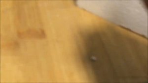 Размножение бегоний листовыми черенками в воде от и до
