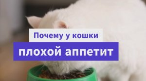 Почему у кошки плохой аппетит