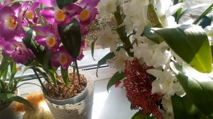 Дендробиум Нобиле:)))Мой уход:)))