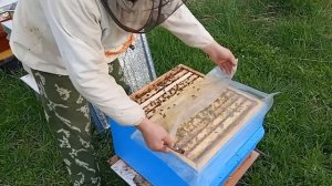 Обязательно сделайте эту работу  перед похолоданием. Очередной этап в моей системе пчеловождения.