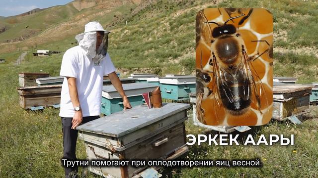 Видеосабак: бал аары багуу (1-бөлүм)