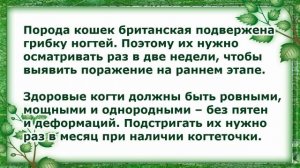 Уход за Британской Короткошерстной, Породы Кошек