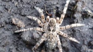 Не думал, что у нас на огороде может поселиться ядовитый паук ТАРАНТУЛ