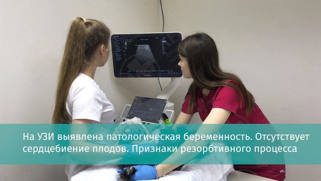 Кесарево сечение у собаки смотреть онлайн