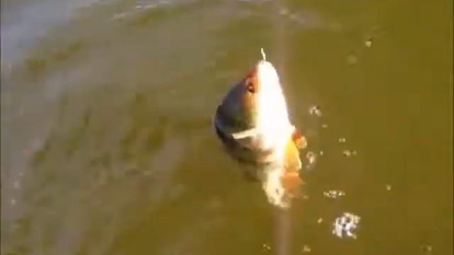 Городской нахлыст! смотреть онлайн