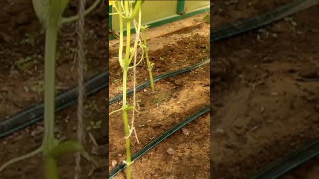 Самое лучшее удобрение для вашего огорода