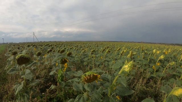Подсолнушки-скороспелки. Их посеяли после уборки пшеницы. Каки красавчеги уже поспели. смотреть онлайн