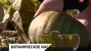 Единственное в мире хранилище исчезнувших растений. Институт Вавилова