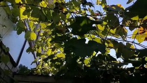 Виноград на горизонтальной шпалере