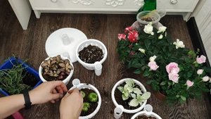 ФИТТОНИЯ ПЕРЕСАДКА, подбираем грунт, удобрения и обработка, чтобы растение быстро росло